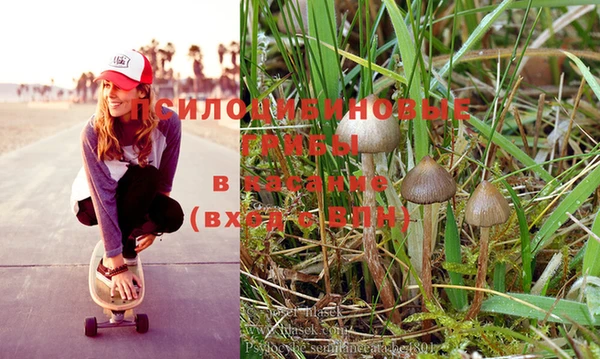 сатива Навашино